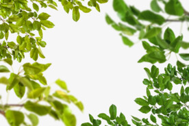 绿色树枝叶子透明背景合成素材