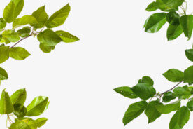 绿色树枝叶子透明背景合成素材