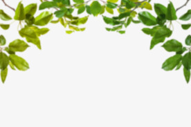 绿色树枝叶子透明背景合成素材