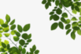 绿色树枝叶子透明背景合成素材