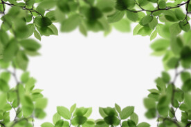 绿色树枝叶子透明背景合成素材