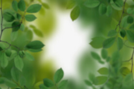 绿色树枝叶子透明背景合成素材