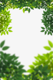 绿色树枝叶子透明背景合成素材