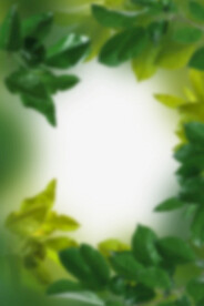 绿色树枝叶子透明背景免扣PSD