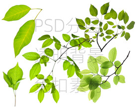 绿色树枝叶子透明背景免扣PSD