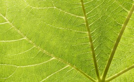 树叶
