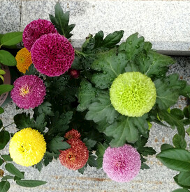 多色乒乓菊