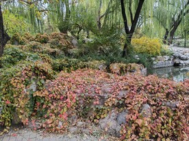 地锦秋叶  