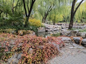 地锦秋叶  