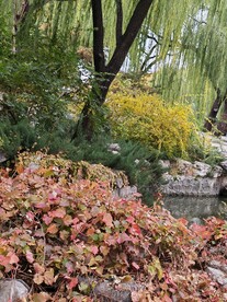 地锦秋叶 