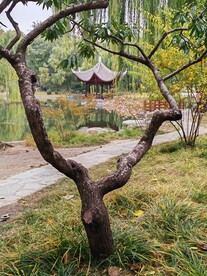 金秋陶然亭 