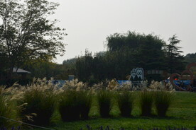 芒草风景 