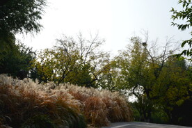 芒草风景 