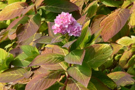 绣球花彩叶 