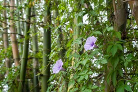 牵牛花