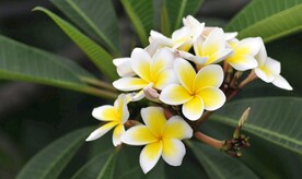 鸡蛋花