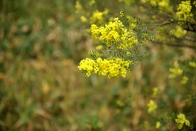 黄花
