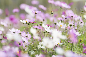 格桑花