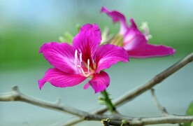 紫荆花