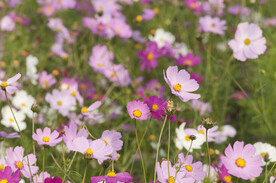 格桑花