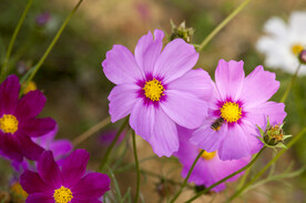 格桑花