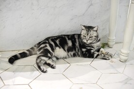 流浪猫
