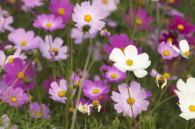 格桑花