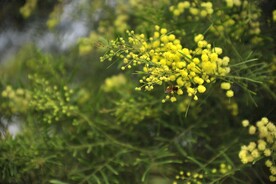 黄花