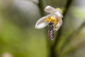 采蜜