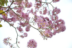 紫色花