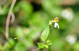 蜜蜂