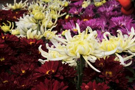菊花