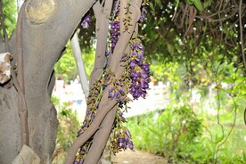 禾雀花