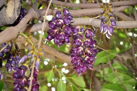 禾雀花