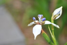 野花