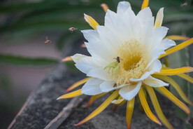 火龙果花