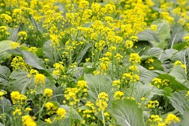油菜花