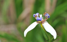蜜蜂