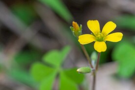 野花