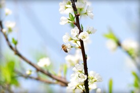 梨花开