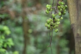 野生无花果