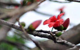 木棉花