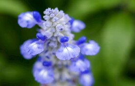 薰衣草