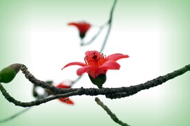 木棉花