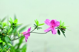 杜鹃花