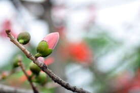 木棉花