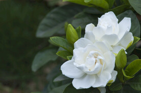 栀子花