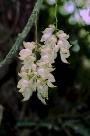 禾雀花