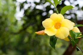 扶桑花