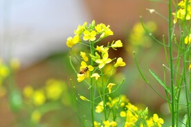油菜花